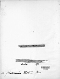 Chaetomium elatum image